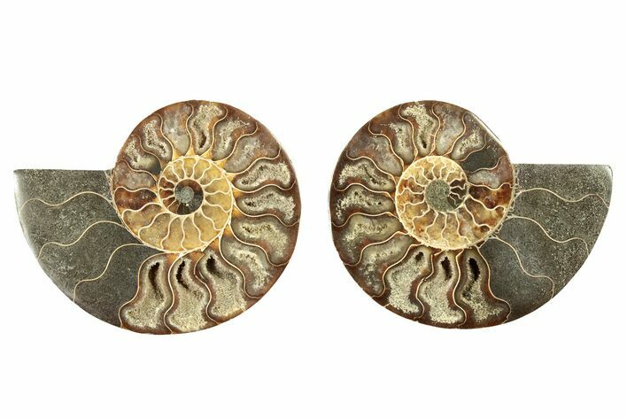 Cut & Polished, Agatized Ammonite Fossil - Madagascar #263289